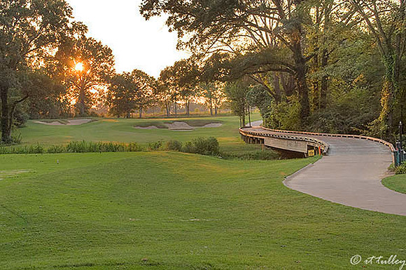 Black Bear GC #11