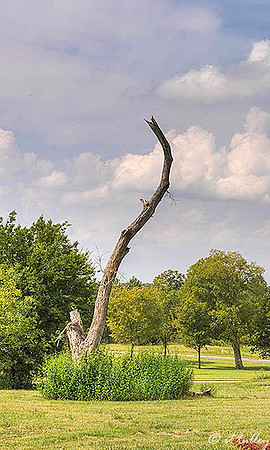 Olde Oaks Cypress #5