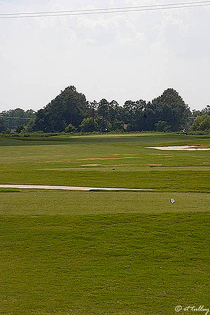 the Wetlands #11