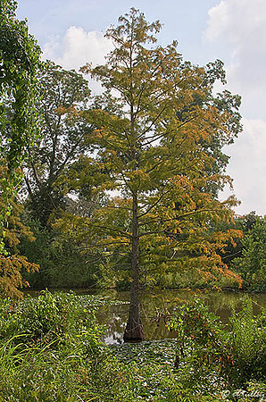 Oakwing GC Cypress Tree