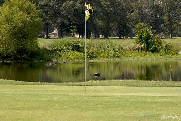 Black Bear GC #4