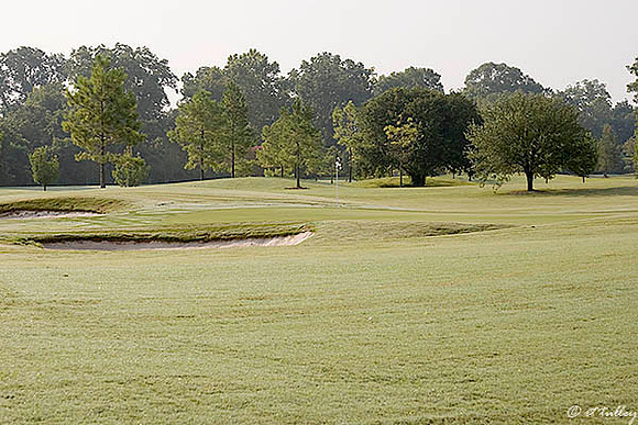 Oakwing GC #5