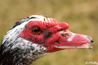 Muscovy Duck