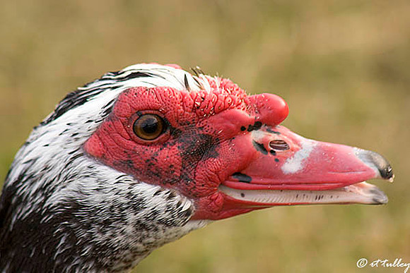 Muscovy Duck
