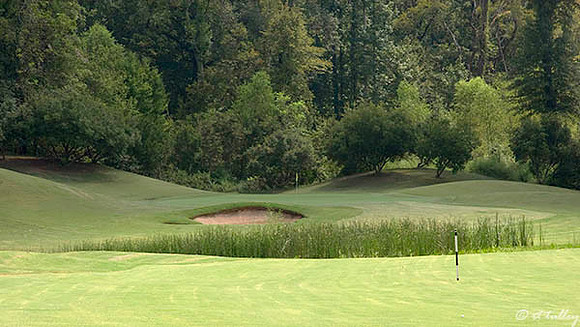 Olde Oaks Oak #1