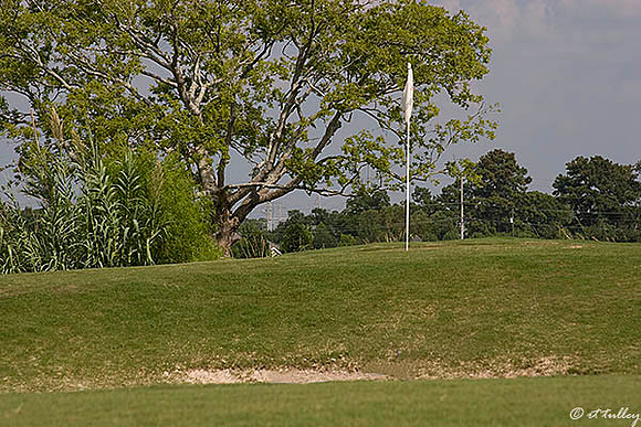 the Wetlands #12