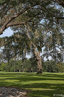 Audubon GC Oak Trees