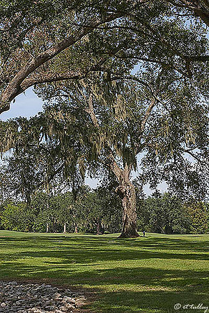 Audubon GC Oak Trees