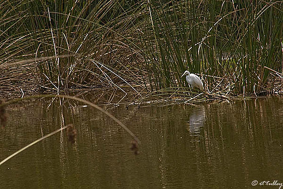 the Wetlands #6