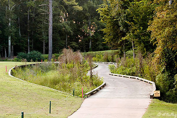 Black Bear GC #10