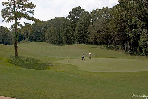 Black Bear GC #7 green