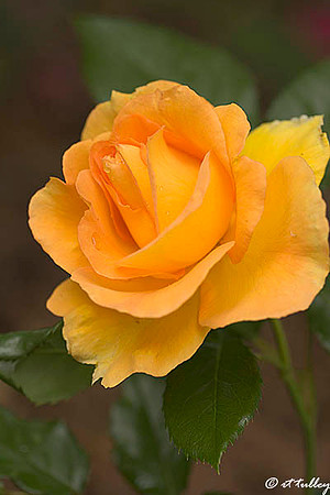 Golden Rose