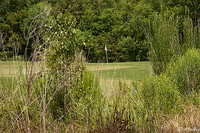 the Wetlands #4