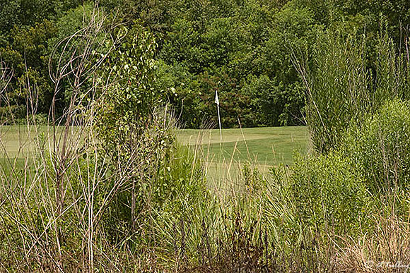 the Wetlands #4