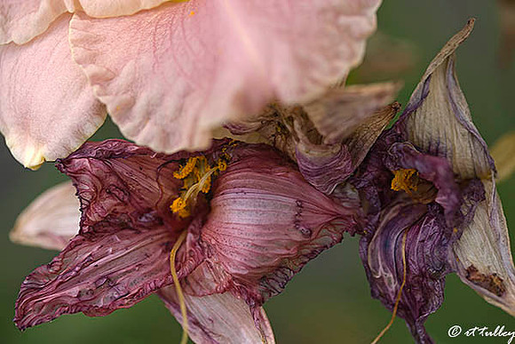 Daylilies