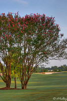 Oakwing GC Crepe Myrtle at #2