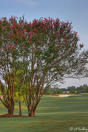 Oakwing GC Crepe Myrtle at #2