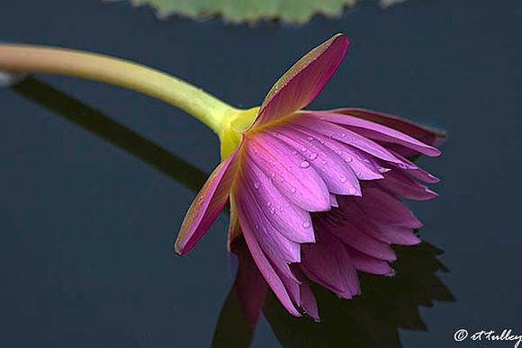 Water Lily