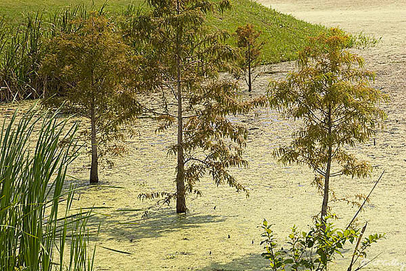 the Island #3
