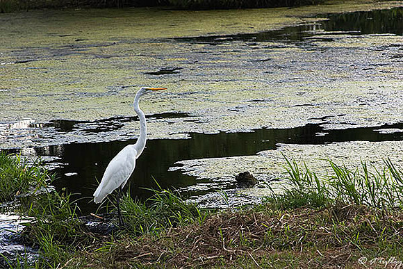 the Island Egret