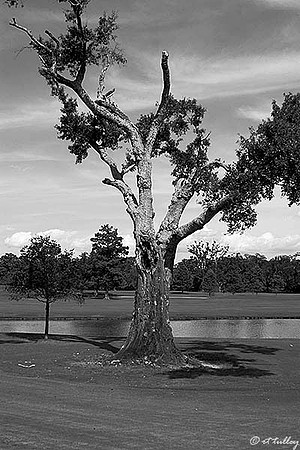 Audubon GC #2, Old Tree B/W