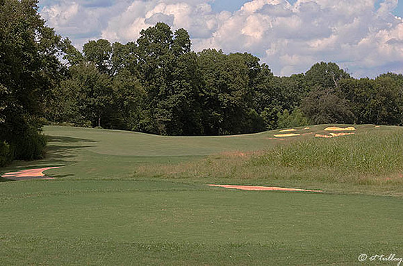 Black Bear GC #7