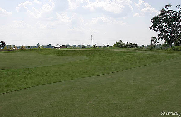 the Wetlands #10