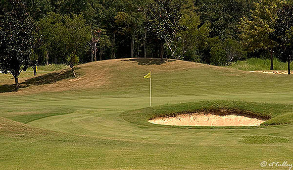 Olde Oaks Oak #3