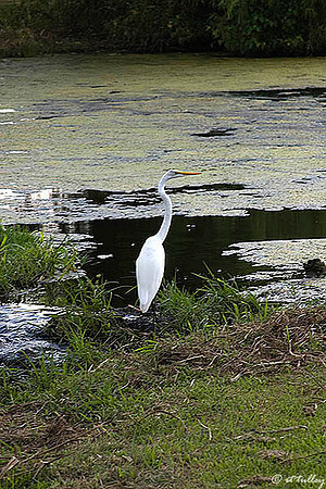 the Island Egret
