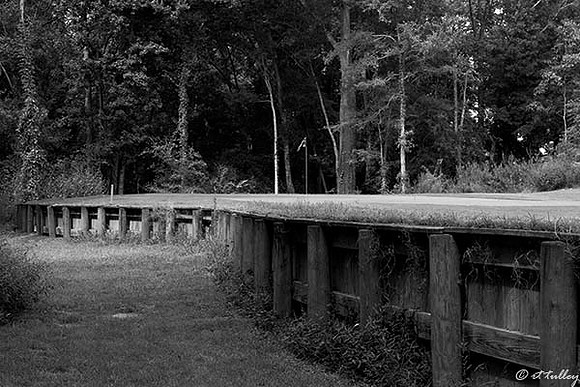 Black Bear GC #8 Bulkhead B/W