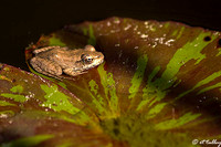 Cajun Chorus Frog