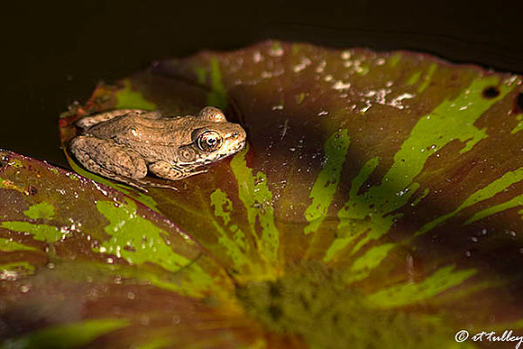 Cajun Chorus Frog