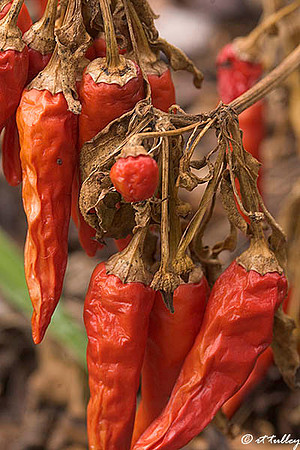 Peppers