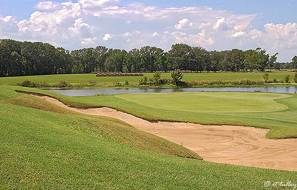 Black Bear GC #3