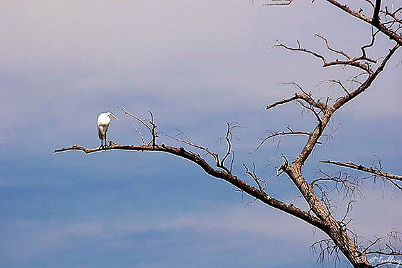 Olde Oaks Egret in Tree