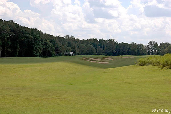 Black Bear GC #5
