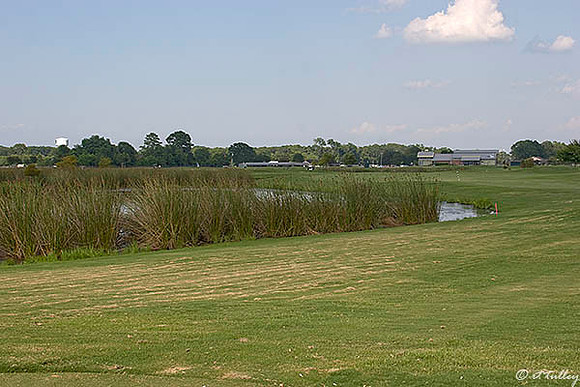 the Wetlands #17