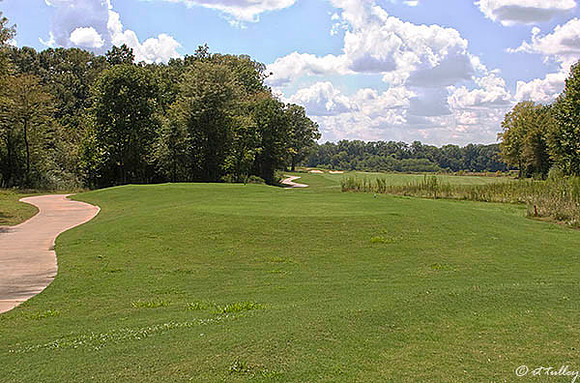 Black Bear GC #3
