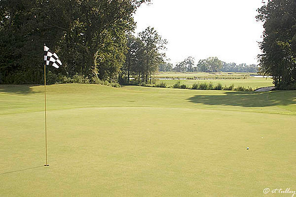 Black Bear GC #14