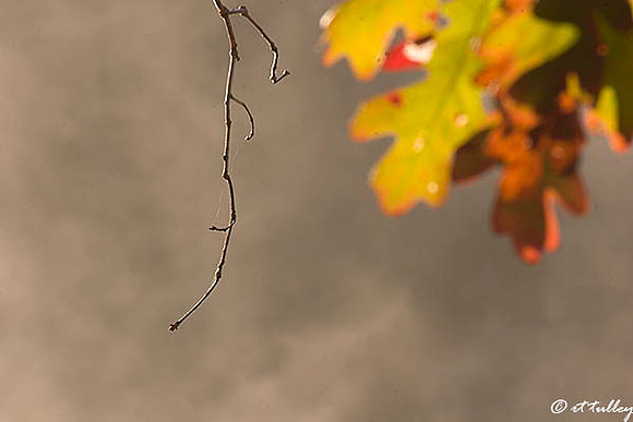 Branch and Leaves