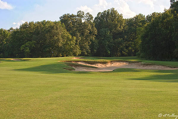 Black Bear GC #16