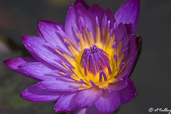 Water Lily