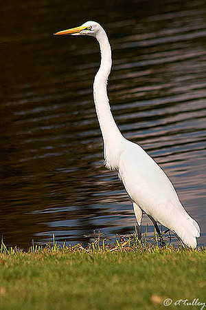 Olde Oaks Egret