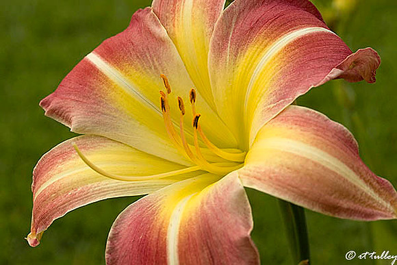 Daylily