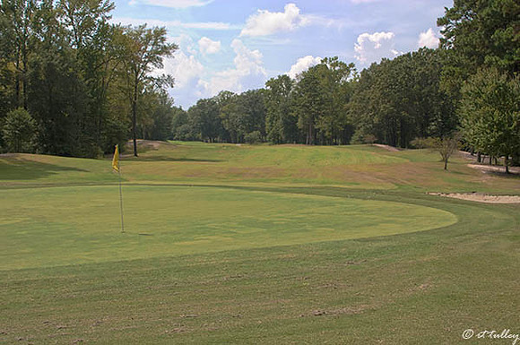 Olde Oaks Oak #5
