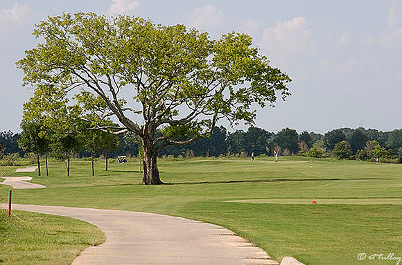 the Wetlands #14