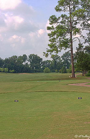 Oakwing GC #13
