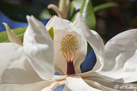Magnolia