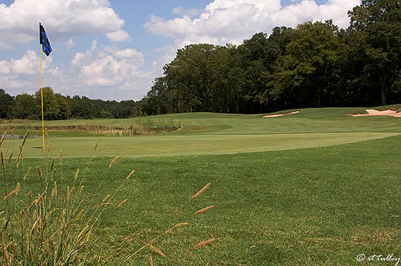 Black Bear GC #3