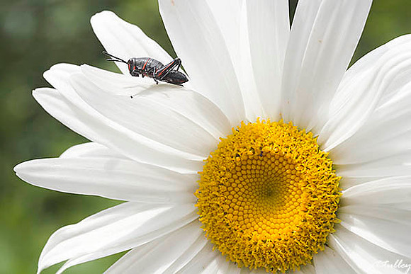 Daisy